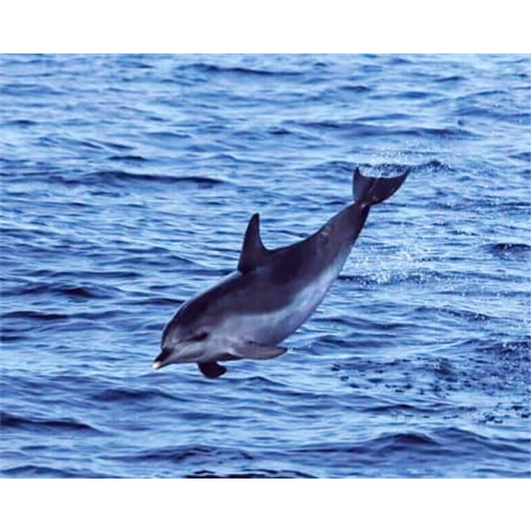 Observação de Golfinhos e B...s Açores | Ponta Delgada Experiência para 1 Ad
