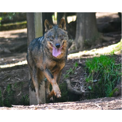 Descubra a Vida Selvagem de Portugal no Parque Biológico da Serra da Lousã!