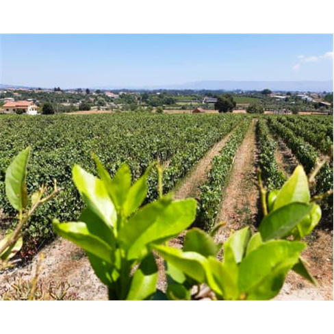 Visita Guiada à Vinha & Adega + Prova de Vinhos para Dois | Quinta dos Monteiri
