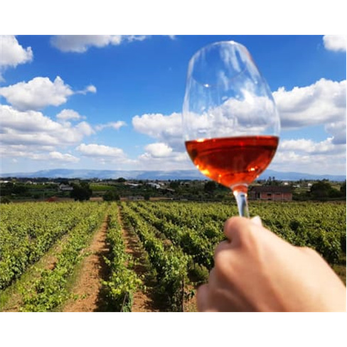 Visita Guiada à Vinha & Adega + Prova de Vinhos para Dois | Quinta dos Monteiri