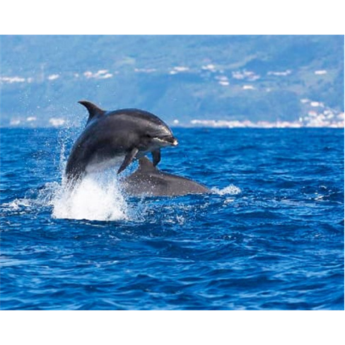 Observação de Golfinhos e Baleias na Ilha do Pico | Aqua Açores Experiência