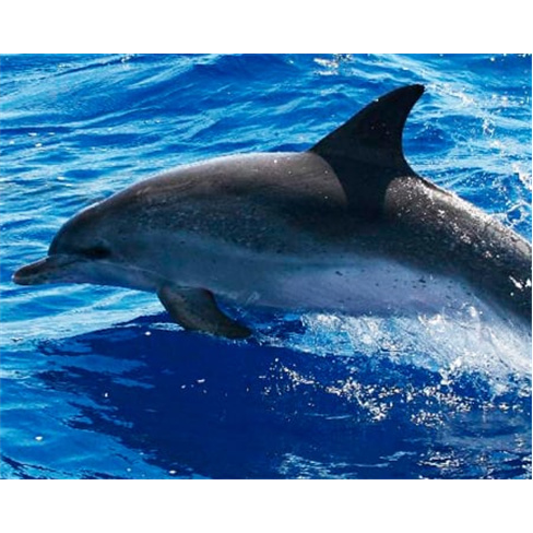 Observação de Golfinhos e Baleias na Ilha do Pico | Aqua Açores Experiência