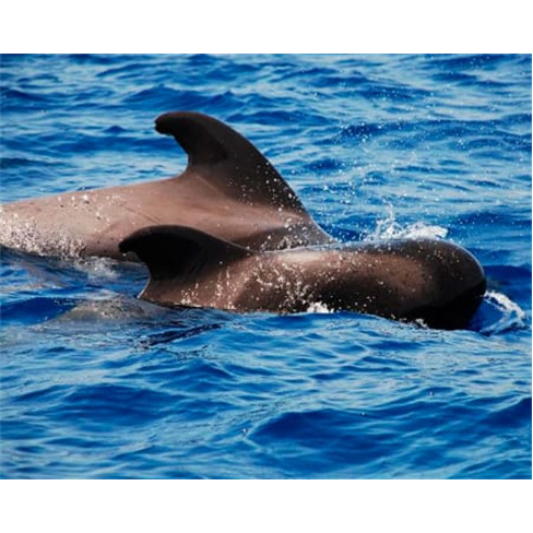 Observação de Golfinhos e Baleias na Ilha do Pico | Aqua Açores Experiência