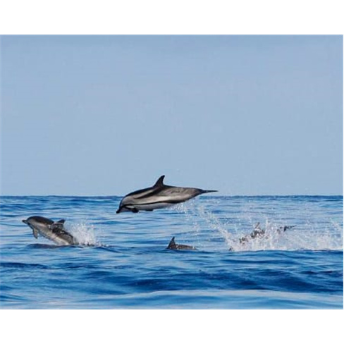 Observação de Golfinhos e Baleias na Ilha do Pico | Aqua Açores Experiência
