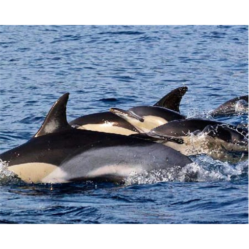 Observação de Golfinhos e Baleias na Ilha do Pico | Aqua Açores Experiência