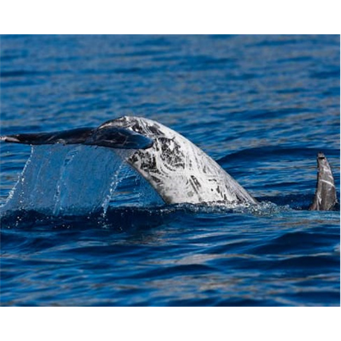Observação de Golfinhos e Baleias na Ilha do Pico | Aqua Açores Experiência