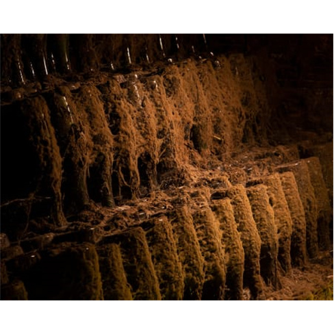 Visita Guiada às Caves Messias com Prova de Vinhos para Dois | Mealhada