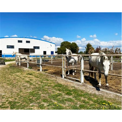 Baptismo a Cavalo | Centro Hípico Quinta do Rei - Pinhal Novo Experiência para