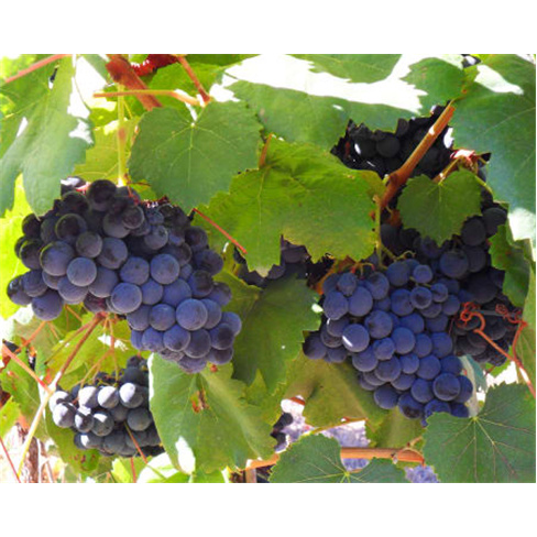 Visita à Adega, Vinha e Prova de Vinhos para 2 na Fundação Abreu Callado - Av