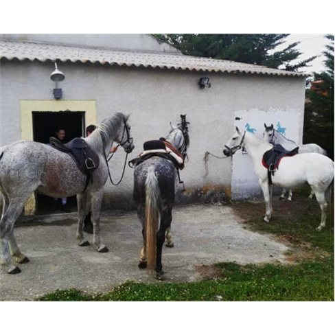 Batismo Cavalo ou Pónei + Visita Quinta Bacelada - Mêda - 1 Pessoa