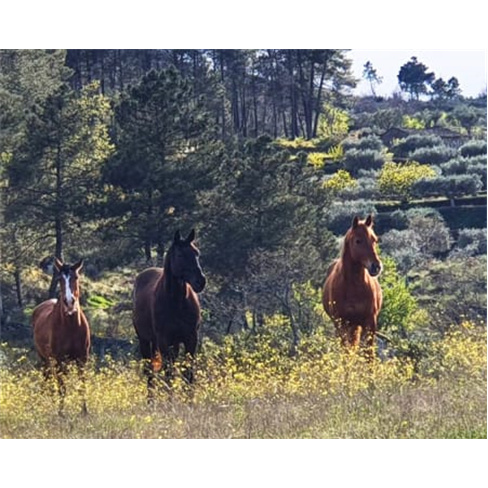 Batismo Cavalo ou Pónei + Visita Quinta Bacelada - Mêda - 1 Pessoa