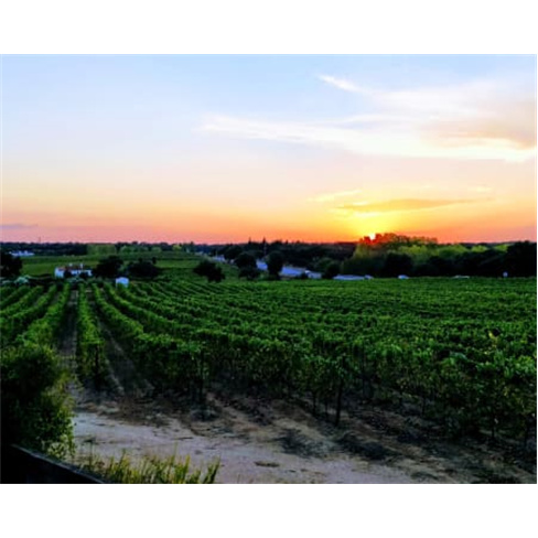 Visita à Adega da Herdade do Menir + Prova de Vinhos | Couteiro Mor - Montemor-