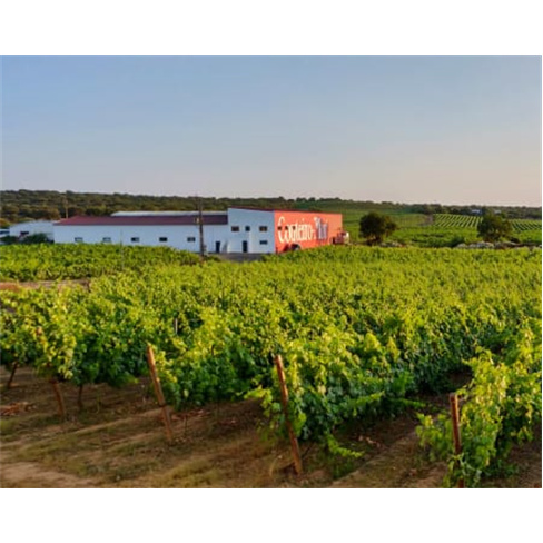 Visita à Adega da Herdade do Menir + Prova de Vinhos | Couteiro Mor - Montemor-