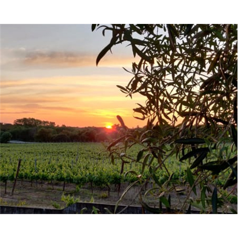 Adega Herdade do Menir: Visita c/ Prova de Vinhos | Montemor-o-Novo para 2