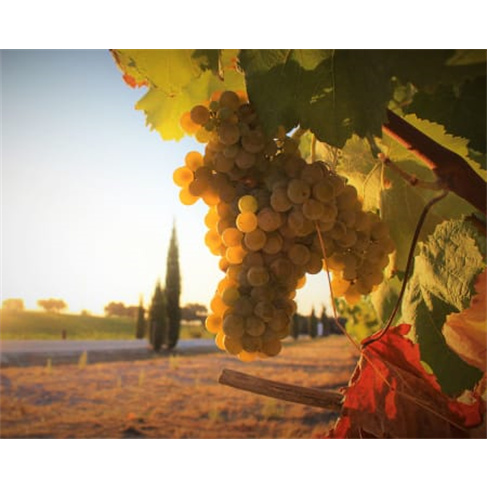 Visita + Prova 4 Vinhos p/ Casal | Herdade das Servas - Estremozn(50 caracteres