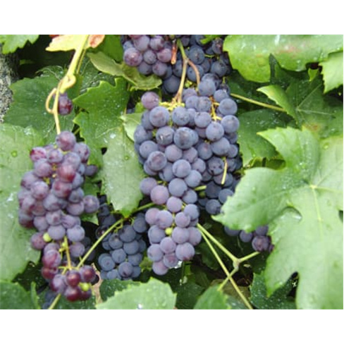 Visita e Prova de Vinhos em Arcos de Valdevez na Quinta de Santa Marinha