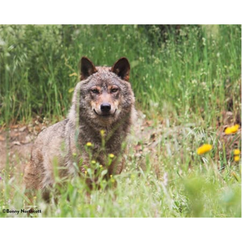 Visita Guiada ao Centro de Recuperação do Lobo Ibérico para Dois | Mafra
