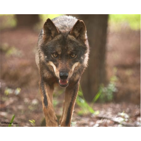 Visita Guiada ao Centro de Recuperação do Lobo Ibérico para Dois | Mafra