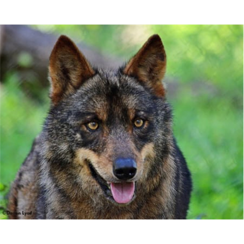 Visita Guiada ao Centro de Recuperação do Lobo Ibérico para Dois | Mafra