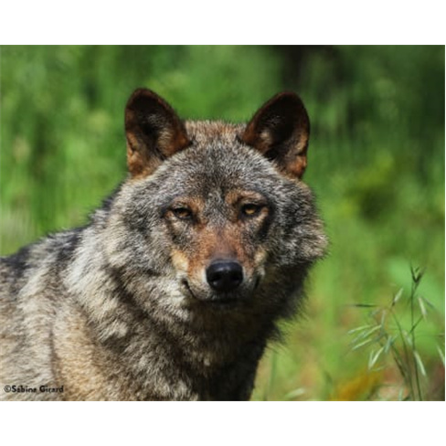 Visita Guiada ao Centro de Recuperação do Lobo Ibérico para Dois | Mafra