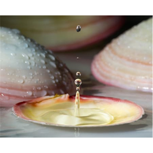 Massagem à Escolha: Conchas, Velas, Relax ou Anti-Celulítica | Carregado