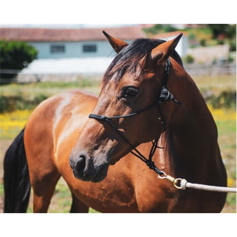 Experiência a Cavalo na Qui... Santa Comba Dão Passeio a Cavalo | 2 Pessoas |