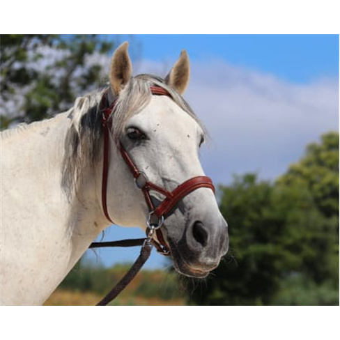 Experiência a Cavalo na Quinta Lusitânia | Santa Comba Dão Baptismo Equestre