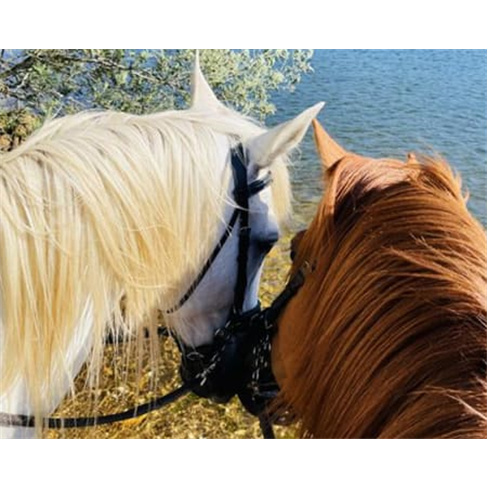 Experiência a Cavalo na Qui... Santa Comba Dão Passeio a Cavalo | 2 Pessoas |