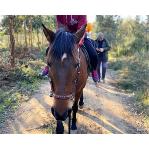 Experiência a Cavalo na Qui... Santa Comba Dão Passeio a Cavalo | 2 Pessoas |