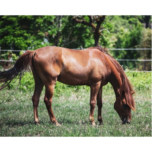 Experiência a Cavalo na Qui... Santa Comba Dão Passeio a Cavalo | 2 Pessoas |
