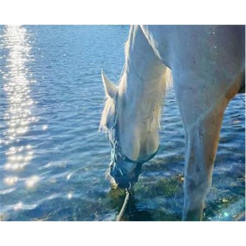 Experiência a Cavalo na Qui... Santa Comba Dão Passeio a Cavalo | 2 Pessoas |
