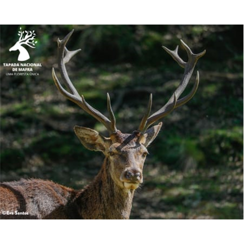 Descubra a Floresta Encantada da Tapada Nacional de Mafra