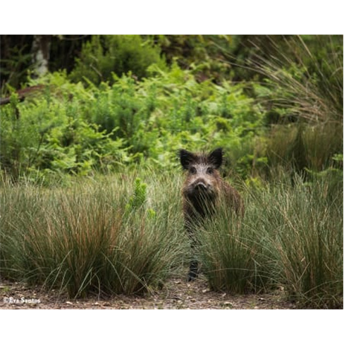 Descubra a Floresta Encantada da Tapada Nacional de Mafra