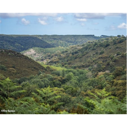 Descubra a Floresta Encantada da Tapada Nacional de Mafra