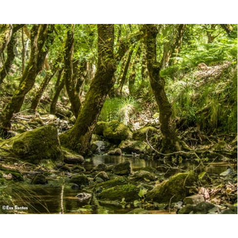 Descubra a Floresta Encantada da Tapada Nacional de Mafra