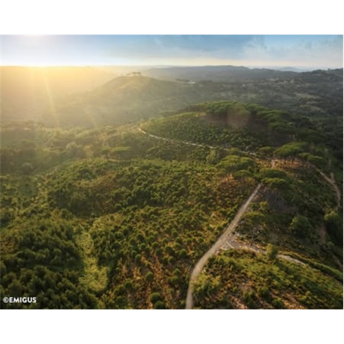 Descubra a Floresta Encantada da Tapada Nacional de Mafra