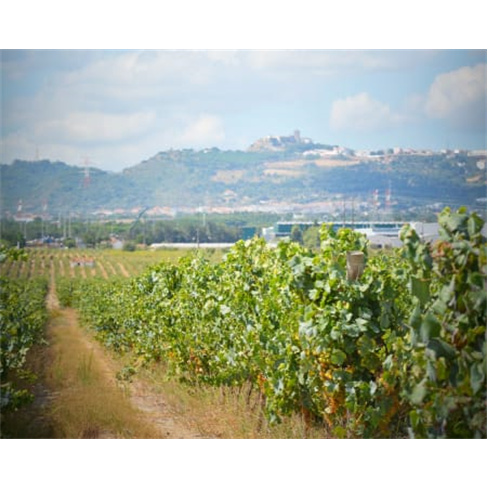 Visita Guiada + Prova de Vinhos & Degustação de Produtos Regionais | Adega de