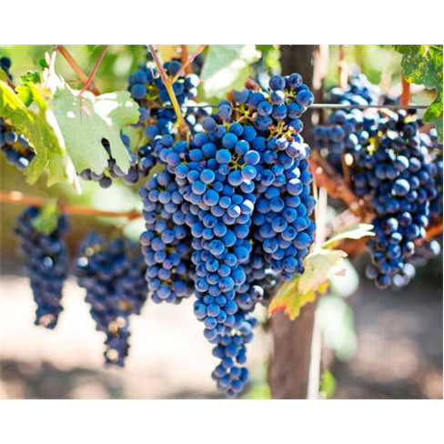 Prova de Vinhos e Petiscos para Casal no Alentejo - Évora - 5 Vinhos