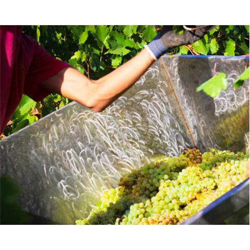 Visita às Vinhas e Adega + ...ara Dois | Aromas do Sul - Évora Prova de 4 Vinh