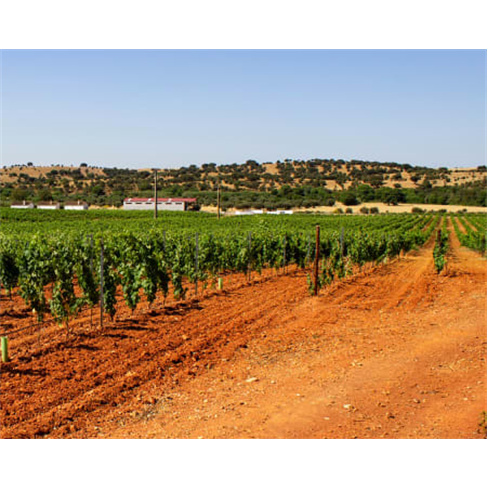 Visita às Vinhas e Adega + ...ara Dois | Aromas do Sul - Évora Prova de 4 Vinh