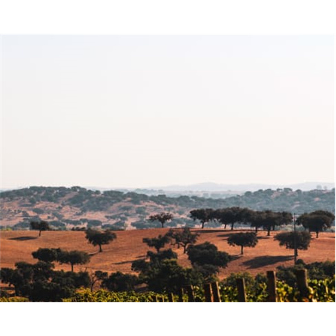 Visita à Quinta + Prova de ...vora Visita & Prova | 5 Vinhos + Tapas | 2 Pessoa