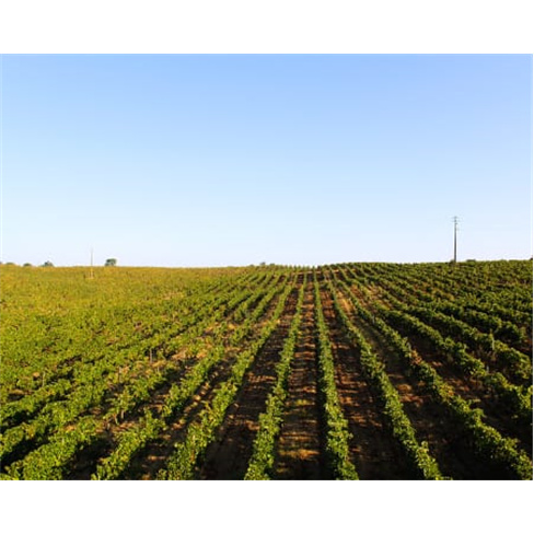 Visita à Quinta + Prova de ...vora Visita & Prova | 5 Vinhos + Tapas | 2 Pessoa