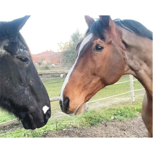 Baptismo a Cavalo | Quinta do Azevinho - Nelas Experiência para 1 Pessoa