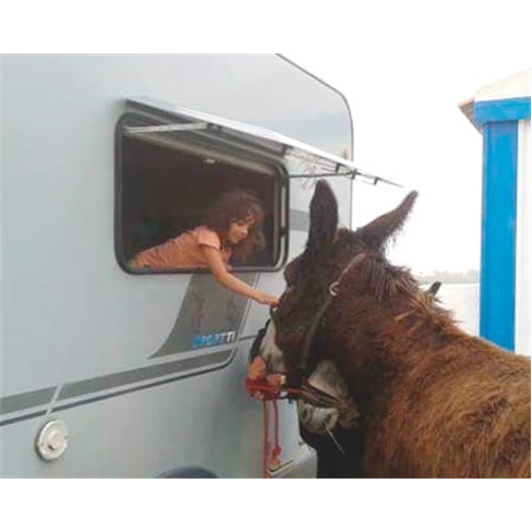 Experiência Rural na Quinta Ecológica de Pedrógão | Alqueva Rural Camping Pa