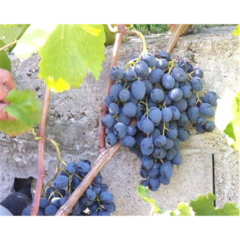 Explora a Vinha e Adega + Prova de Vinho a Dois | Casa Seixo (55 caracteres)