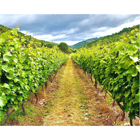 Explora a Vinha e Adega + Prova de Vinho a Dois | Casa Seixo (55 caracteres)
