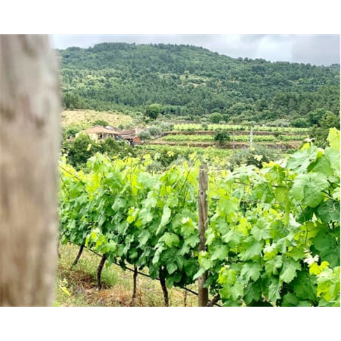 Explora a Vinha e Adega + Prova de Vinho a Dois | Casa Seixo (55 caracteres)