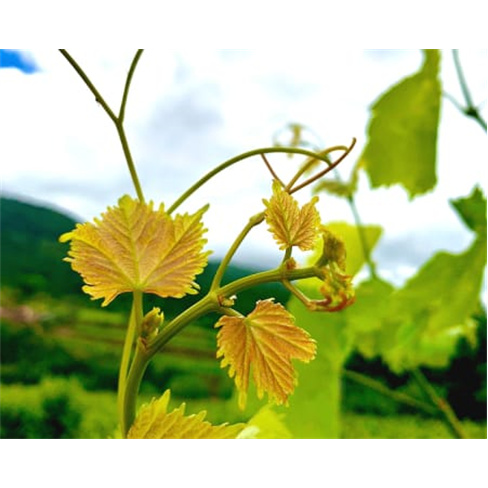 Explora a Vinha e Adega + Prova de Vinho a Dois | Casa Seixo (55 caracteres)