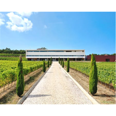 Visita à Propriedade + Prova de Vinhos para Dois | 1 Hora | Adega Mãe - Torres