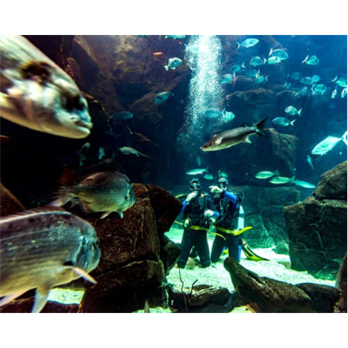 Mergulho nas Piscinas Natur...Visita Guiada | 3 Horas Experiência para 2 Pessoa